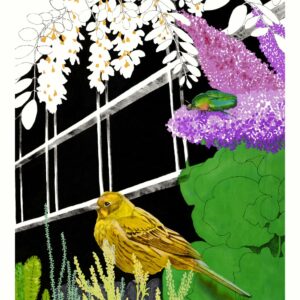 Le Serin cini & l'acacia