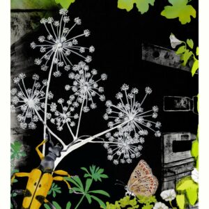 Les fleurs de fenouil
