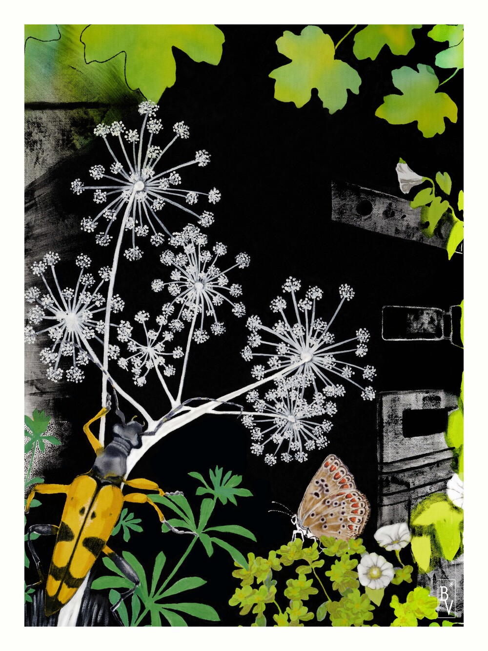 Les fleurs de fenouil