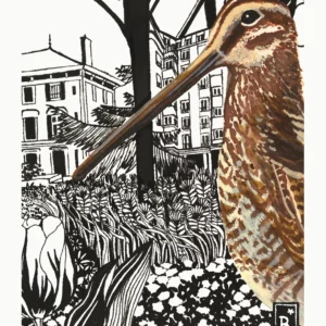La Bécasse des marais